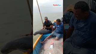 A group of local fishermen discovered a 5-foot-long porpoise entangled in their fishing net