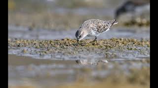 Little stint  Calidris minuta Νανοσκαλίδρα  Greece Lake polyfytos