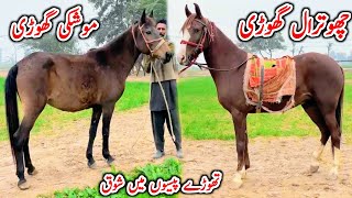 Desi Chal Baz Ghodi For Sale | Low Price Horse