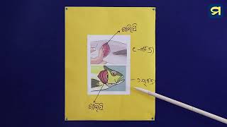 ପଞ୍ଚମ ଶ୍ରେଣୀ (ବିଜ୍ଞାନ) ପ୍ରଥମ ଅଧ୍ୟାୟ । ଜଳ ଚର ଓ ସ୍ଥଳ ଚର ବିଶେଷ ଗୁଣ