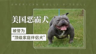 美国恶霸犬——被誉为“顶级家庭伴侣犬”