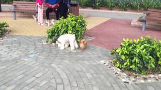 玩盡藍地寵物公園 1 (Play in Lam Tei Dog Park 1)