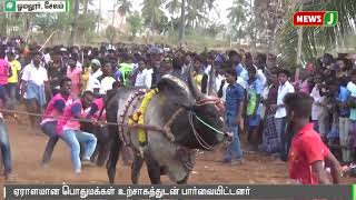 சேலம் ஓமலூரில் எருது விடும் விழா உற்சாகமாக நடைபெற்றது