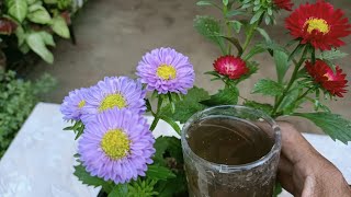 Aster winter flowering tough plant//Secret fertilizer & complete care