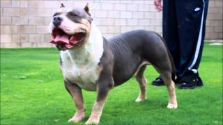 TRI-MEGA TEAZER VIDEO of Bako Bullyz