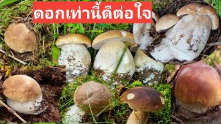 เก็บเห็ดผึ้งหวานสวีเดน2021 Picking Mushroom ดอกหมานๆกรุบๆใกล้วายแล้ว พบเห็ดหูหนูเพื่อนช่วยดูว่าใช่?