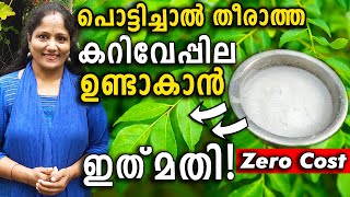 പൊട്ടിച്ചാൽ തീരാത്ത കറിവേപ്പില ഉണ്ടാകാൻ ഇത് മതി! |ZERO COST MAGIC Curryleaves BOOSTERS!