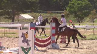 2016　北日本学生馬術大会　小障害C　髙橋春南選手　北鷹号