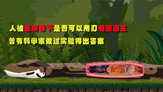 如果被巨蟒吞下，人是否可以用利刃破腹逃生？曾有科学家做过实验！If swallowed by a giant python, can a person escape with a knife?