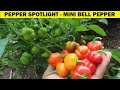 Mini Bell Pepper - PEPPER SPOTLIGHT!