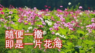 浪漫之花：波斯菊（Cosmos）的种植与养护