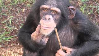 Laboratory Chimpanzee Released to Sanctuary