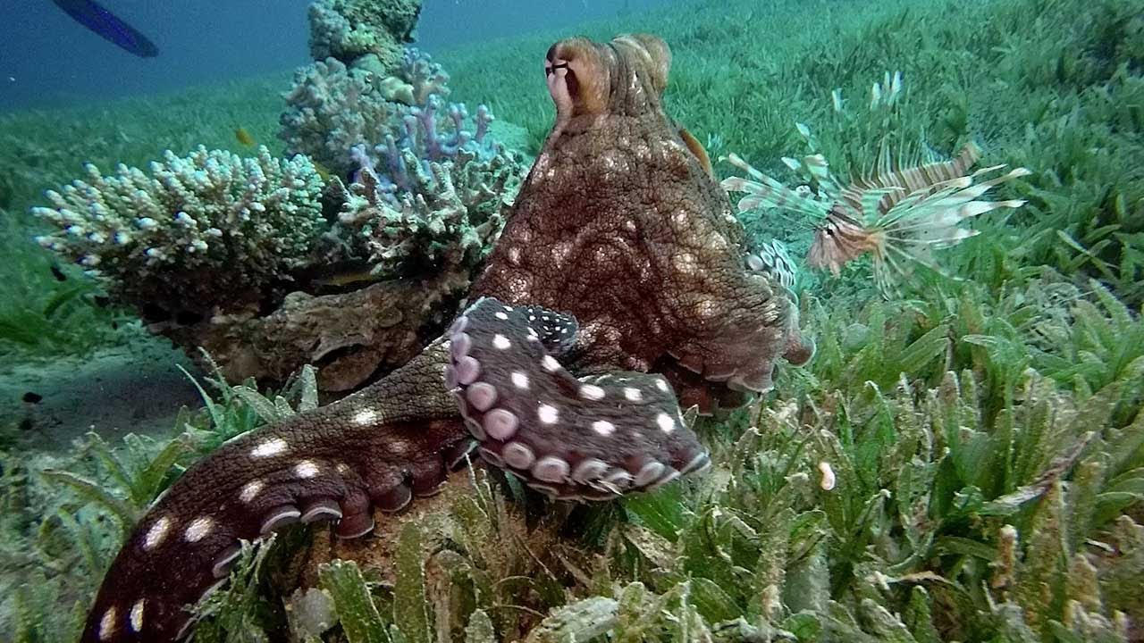 Octopus Tickled By Fish Youtube