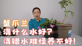 蟹爪兰浇什么水好？浇错水难怪养不好！【养花爱好者】