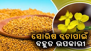 ସୋରିଷ ତ୍ୱଚାପାଇଁ  ବହୁତ ଉପକାରୀ, କରନ୍ତୁ ଏହାର ବ୍ୟବହାର ||Knews Odisha || Knews Odisha