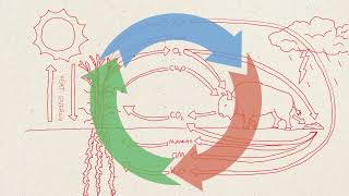 What is Circularity?