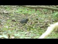 山中湖 大洞の泉のクロツグミ（雄）その２２（4k60p動画）