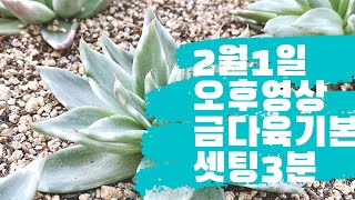 2월1일🌈금다육입문기본코스#마리아#엘크 시작해보세요