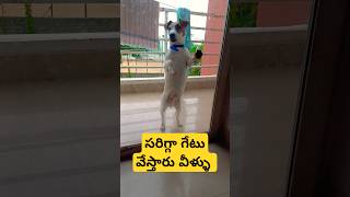 సరిగ్గా గేటు వేస్తారు వీళ్ళు #dog #jackrussell #rocky #funny #talking #video #shorts #ytshorts #cute