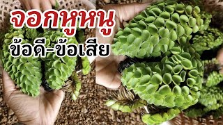 ข้อดี-ข้อเสียของจอกหูหนู