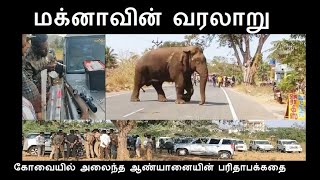 maknae elephent poorvikam thedukirathu பூர்வீகம் தேடும் மக்னா- கோவை வந்த ஆண்யானையின் பரிதாபக்கதை