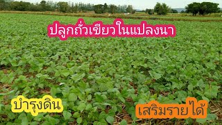 ปลูกถั่วเขียวในแปลงนา Green mungbean cultivation.