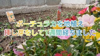 ポーチュラカを地植え、挿し芽して1週間がたちました【挿し芽】【グランドカバー】【誰でも出来る】