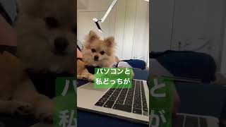 【ポメラニアン×チワワ犬】いつからそんなに甘えん坊になったん？