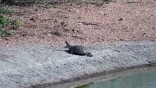 Djuma: Terrapin at small pan - 08:04 - 09/25/2022