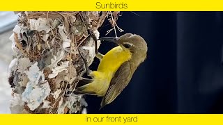 💛 SUNBIRDS NESTING IN OUR FRONT YARD - THE STORY!