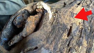 Peninggalan raja mahabarata kayu usia 100 tahun lebih - sawmill