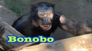 Bonobos Makasi and family  ボノボ　今日もマカシくんは騒ぎます❗️ サンディエゴ動物園