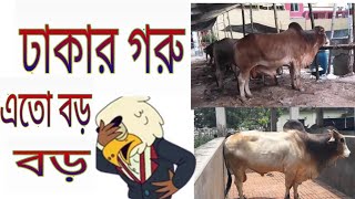 কোরবানির জন্য ঢাকায় এতো গরু