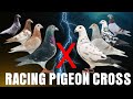 Result of 20 Crossbreed of Popular Racing Pigeon Strains