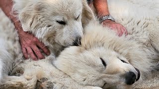 Pyrenäenberghunde vom Ehrenberger Hof - Liebe, Zuneigung, Emotionen und Vertrauen.