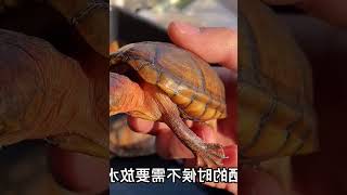 不花一分钱，也能把乌龟养漂亮的方法，天然发色剂你学会了吗？ #004