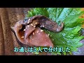 【うに・ふぐ】おっさんの休日【名古屋】