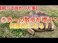 【ケヅメリクガメを飼おうと思っているあなたへ】ケヅメリクガメ飼って良かった事5選！！