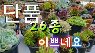 오늘은 26종 입니다. 단품