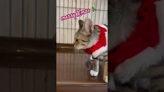 保護猫ちゃんのXmas #cat #ねこ #保護猫 #クリスマス #メリクリ