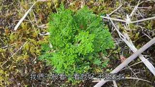 #卷柏（學名：Selaginella tamariscina），又名#石花、#花鏡、#岩苔、#岩松（相對於岩柏）、#萬年松、#含生草、#佛手草、#九死還魂草、