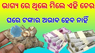 ଏହି ଚେର ମିଳିଗଲେ ଭାଗ୍ଯ ବଦଳିଯାଏ | dhan vrudhi upay Odia | dhan prapti ke upay Odia | Tec bigyan odia