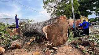 Big and Dangerous!! Tree felling prone to fall on the side of the road.