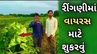 વાયરસ માટે શું કરવું જોઈએ||રીંગણી માં જમરાય ગયેલ સોડ નુ છુ કરવું || @rop_ni_duniya #રોપનીદુનિયા