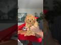 A life sized teddy bear?! #poodle #viral #puppy