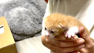 目が開きました。母猫に捨てられてもたくましく生きる子猫ちゃん。とベン。