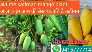 alltime katiman mango plant