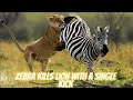 Zebra Kicks Lion and warthog  to death in love epic wildlife video