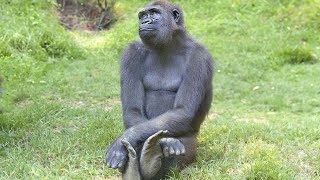The FUNNIEST Monkeys π€£ Best Compilation