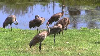 Flock Behavior